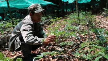 Triển khai nhiều giải pháp bảo vệ thương hiệu sâm Ngọc Linh