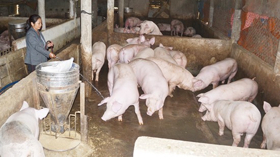 Giá heo hơi hôm nay 12/11: Tiếp tục giảm trong tuần tới?