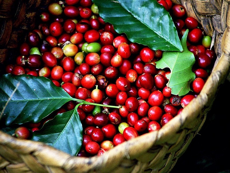 Giá cà phê xuống dưới 60.000 đồng/ kg