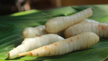 Những điều chưa biết về củ dong