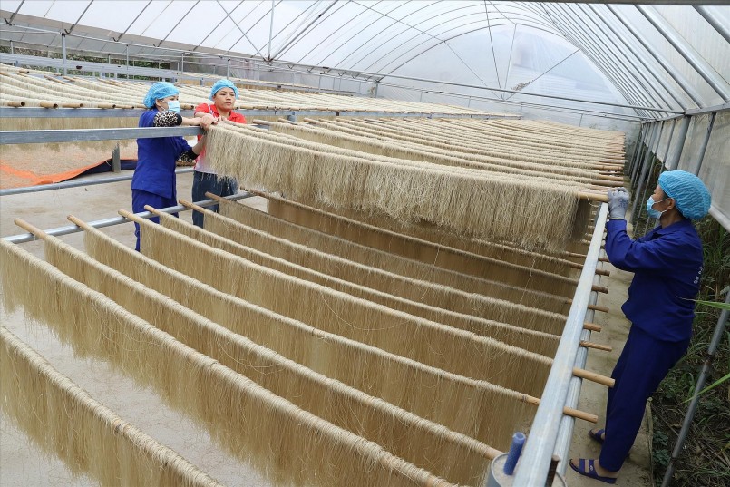 Củ dong rất tốt cho sức khoẻ nhưng ít người ăn Củ dong rất tốt cho sức khoẻ nhưng ít người ăn