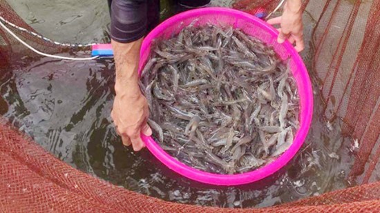 Giá tôm nguyên liệu bất ngờ tăng trở lại, người nuôi phấn khởi