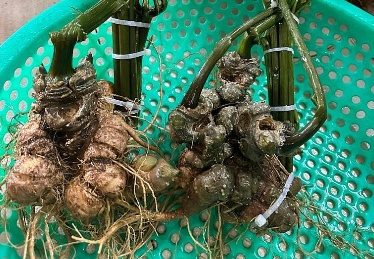 Những củ sâm Ngọc Linh mập ú được rao bán la liệt trên mạng xã hội. Những củ sâm Ngọc Linh mập ú được rao bán la liệt trên mạng xã hội.