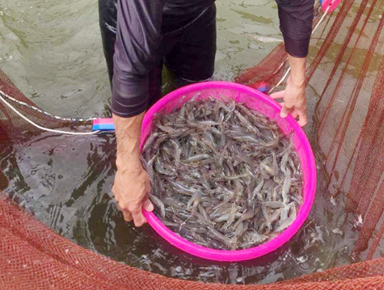 Giá tôm nguyên liệu bất ngờ tăng trở lại, người nuôi phấn khởi