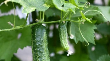 Dưa chuột - Thực phẩm giúp làm đẹp, giảm cân và phòng ngừa bệnh tật