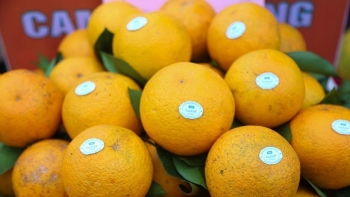 Sắp diễn ra Lễ hội cam và các sản phẩm nông nghiệp Hà Tĩnh lần thứ 6