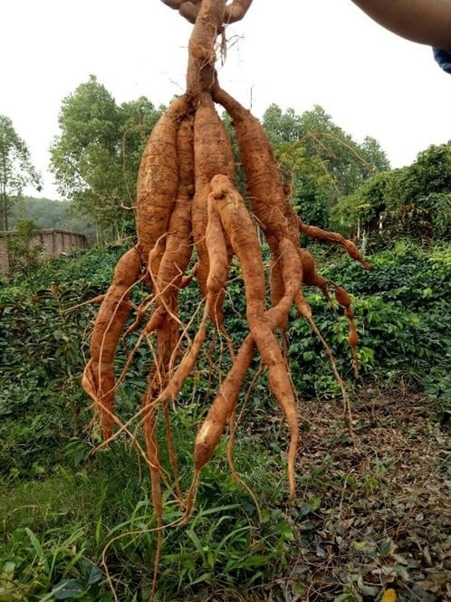 Huyện Tân Yên (Bắc Giang): Mở rộng diện tích trồng mới 31 ha sâm Nam