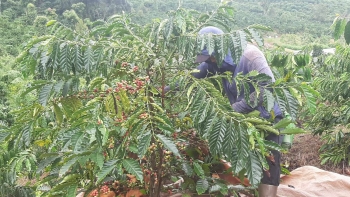 Lâm Đồng khuyến cáo người dân không thu hái quả cà phê xanh, non