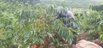 Lâm Đồng khuyến cáo người dân không thu hái quả cà phê xanh, non