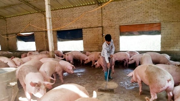 Giá heo hơi hôm nay 14/11: Giảm nhẹ tại nhiều địa phương