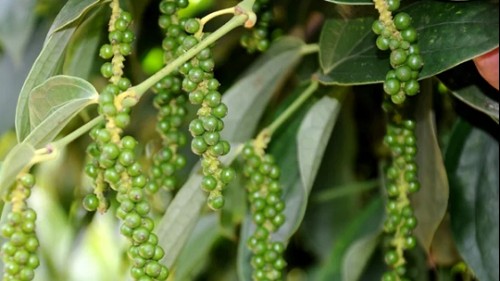 Giá nông sản hôm nay 14/11: Cà phê đảo chiều tăng mạnh, hồ tiêu không có thay đổi