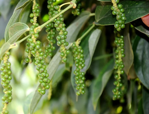 Giá nông sản hôm nay 14/11: Cà phê đảo chiều tăng mạnh, hồ tiêu không có thay đổi