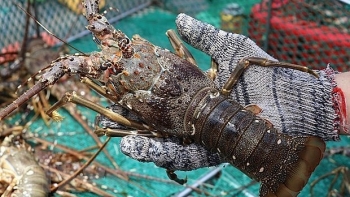 Nguyên nhân xuất khẩu tôm hùm bông sang Trung Quốc ách tắc