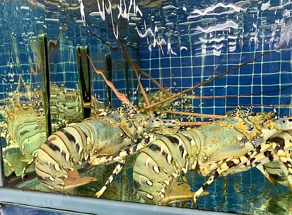 Tôm hùm bông xuất khẩu vào Trung Quốc sẽ phải minh bạch thông tin về nguồn gốc con giống, quy trình nuôi