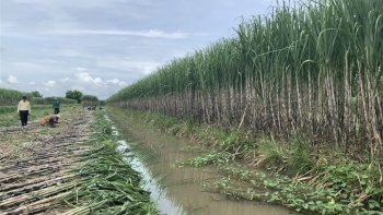 Nhà máy dừng hoạt động, nông dân trồng mía gặp khó