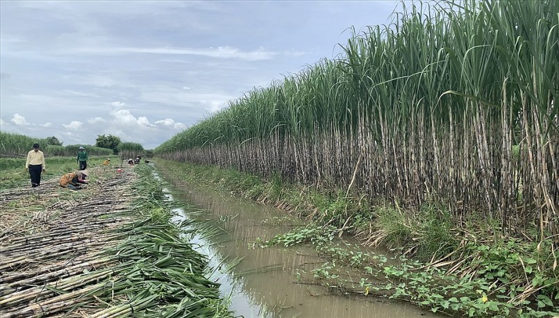 Nhà máy dừng hoạt động, nông dân trồng mía gặp khó