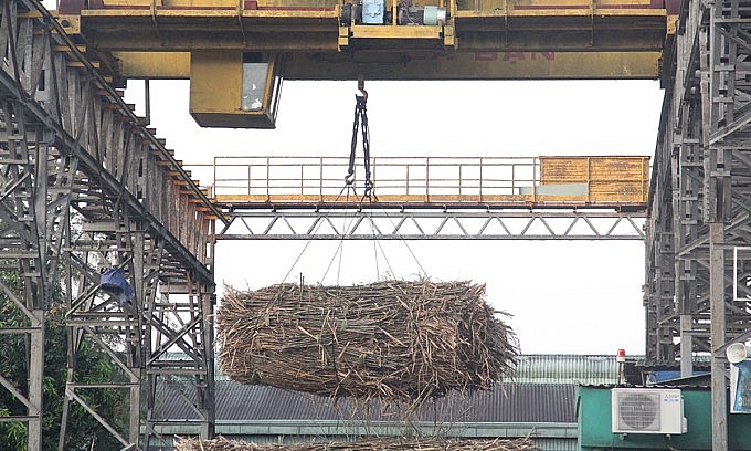 Nhà máy đường Phụng Hiệp tiếp nhận mía nguyên liệu, khi chưa dừng hoạt động. Ảnh: An Bình