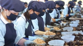 Xuất khẩu hạt điều thu về gần 3 tỷ USD trong 10 tháng