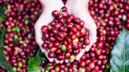 Giá nông sản hôm nay 15/11: Cà phê quay đầu giảm nhẹ, hồ tiêu đồng loạt tăng