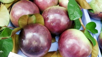 Giá vú sữa tím tăng cao, bật mí cách chọn 10 quả ngon ngọt cả 10