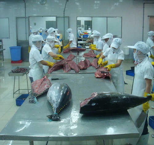 Xuất khẩu cá ngừ sang thị trường Anh sụt giảm