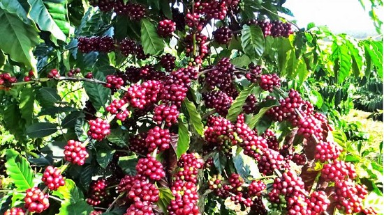 Giá nông sản hôm nay 16/11: Cà phê và hồ tiêu đồng loạt tăng mạnh