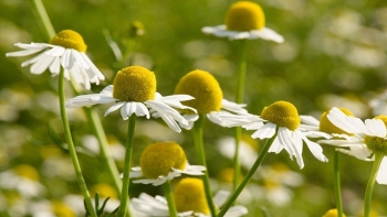 Cúc la mã - Dược liệu cổ xưa đa công dụng