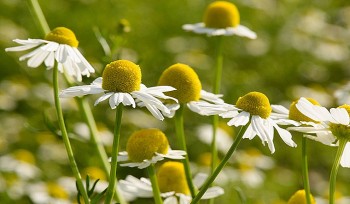 Cúc la mã - Dược liệu cổ xưa đa công dụng