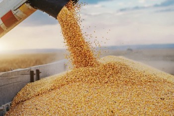 Việt Nam nhập khẩu gần 7,75 triệu tấn ngô trong 10 tháng