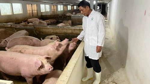 Giá heo hơi hôm nay 17/11: Tăng rải rác ở khu vực miền Bắc