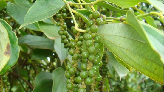 Giá nông sản hôm nay 17/11: Cà phê và hồ tiêu duy trì ổn định