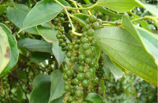 Giá nông sản hôm nay 17/11: Cà phê và hồ tiêu duy trì ổn định