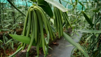 Vani, loại gia vị đắt đỏ tốt cho sức khỏe