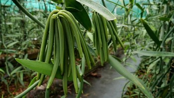 Vani, loại gia vị đắt đỏ tốt cho sức khỏe