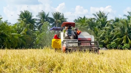 Giá lúa vụ Thu Đông tăng cao kỷ lục