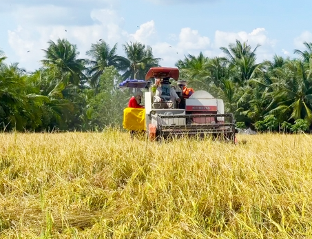 Giá lúa vụ Thu Đông tăng cao kỷ lục