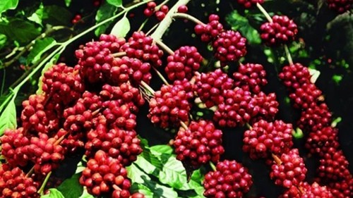 Giá nông sản hôm nay 18/11: Cà phê quay đầu giảm mạnh, hồ tiêu tăng nhẹ tại Bình Phước