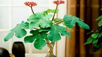 Ngô đồng - Từ cây cảnh đến cây thuốc