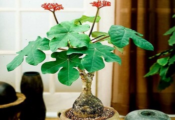 Ngô đồng - Từ cây cảnh đến cây thuốc