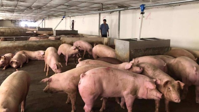 Giá heo hơi hôm nay 19/11: Thị trường tiếp đà giảm trong tuần sau?