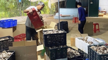 Thu nhập ổn định nhờ phát triển thành công mô hình trồng nấm