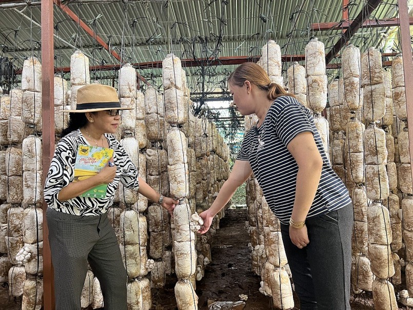 Thu nhập ổn định nhờ trồng nấm