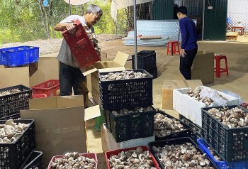 Thu nhập ổn định nhờ phát triển thành công mô hình trồng nấm
