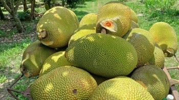 Giá mít ruột đỏ lao dốc