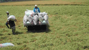 Nguồn lúa vụ Thu Đông còn ít