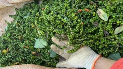 Giá nông sản hôm nay 20/11: Cà phê giữ ổn định, hồ tiêu đồng loạt tăng