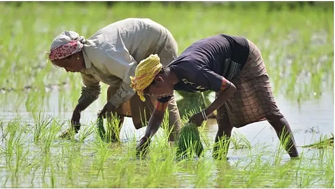 Nông dân Ấn Độ trồng lúa ở bang Assam. Ảnh: Xinhua