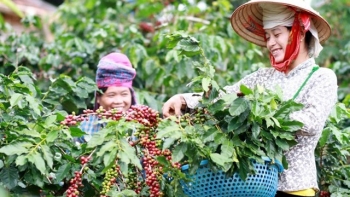 Ngành cà phê tiếp tục đặt nhiều kỳ vọng vào niên vụ tới