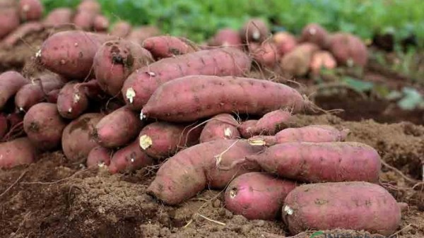 Những bài thuốc chữa bệnh từ khoai lang