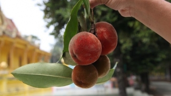 Loại trái đặc sản miền Tây, hỏi 10 người thì 9 người không biết tên